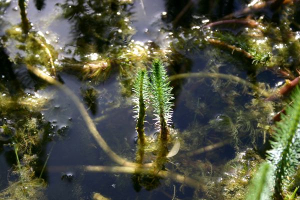 los dos.jpg